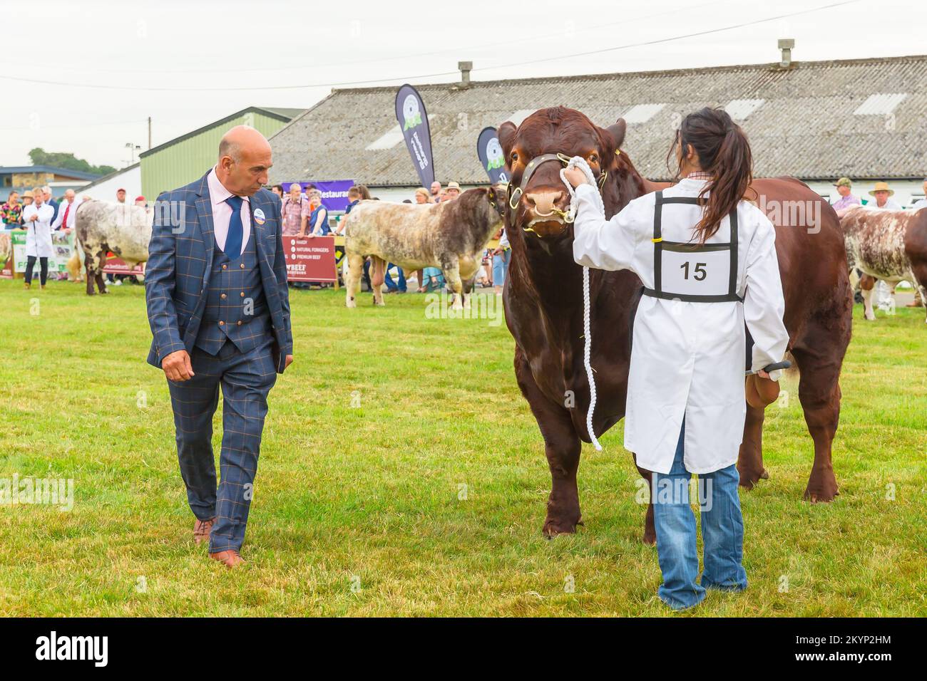 Great Yorkshire Show, Harrogate, Großbritannien, 12 2022. Juli, Beurteilung der Rindershorthorn-Bullen am ersten Tag der Great Yorkshire Show mit Richtercasting Stockfoto