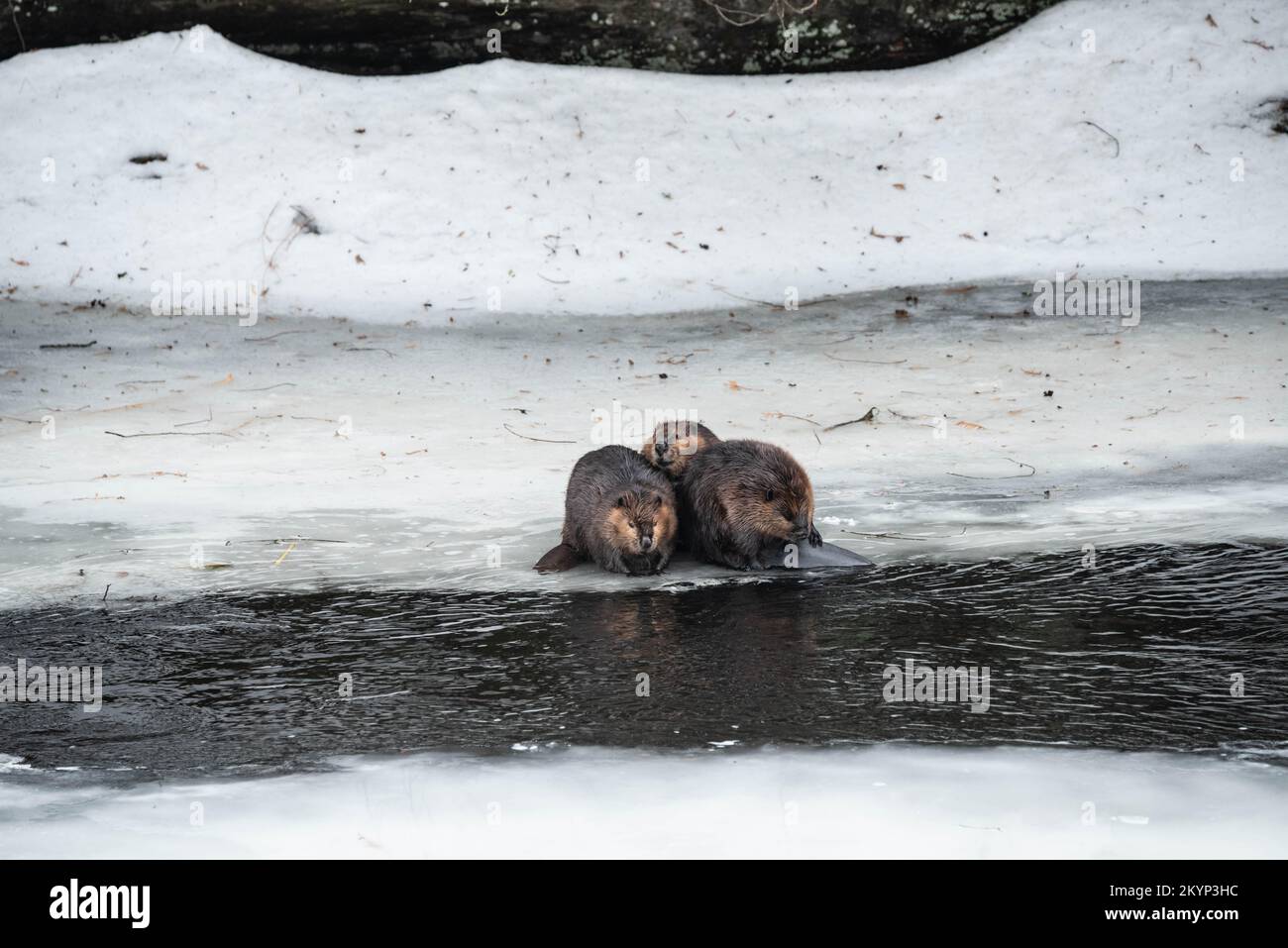 Drei Kanadische Beaver-Familienmitglieder Auf Dem Eis Im Frühling Stockfoto