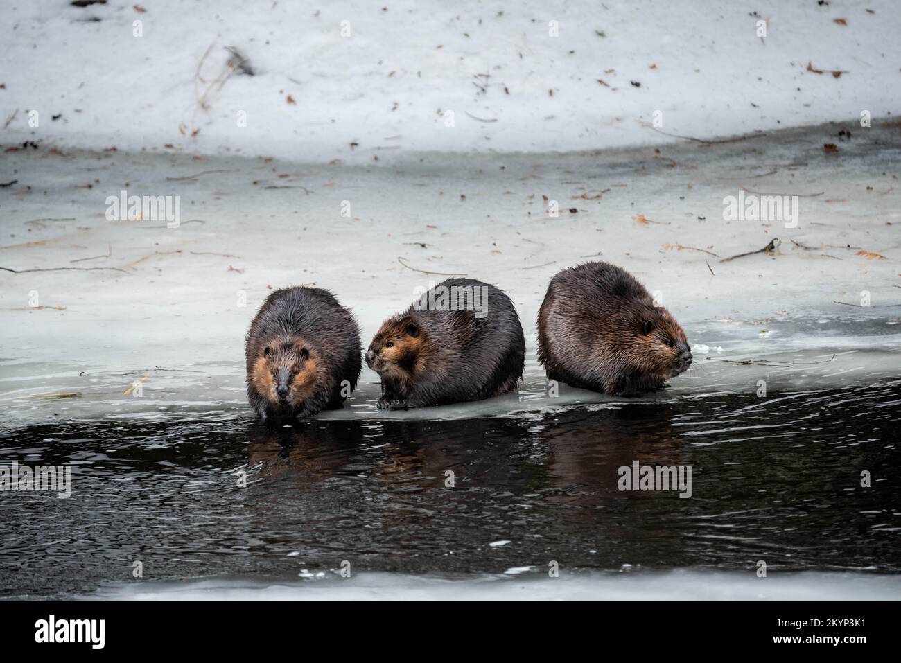 Drei Kanadische Beaver-Familienmitglieder Auf Dem Eis Im Frühling Stockfoto