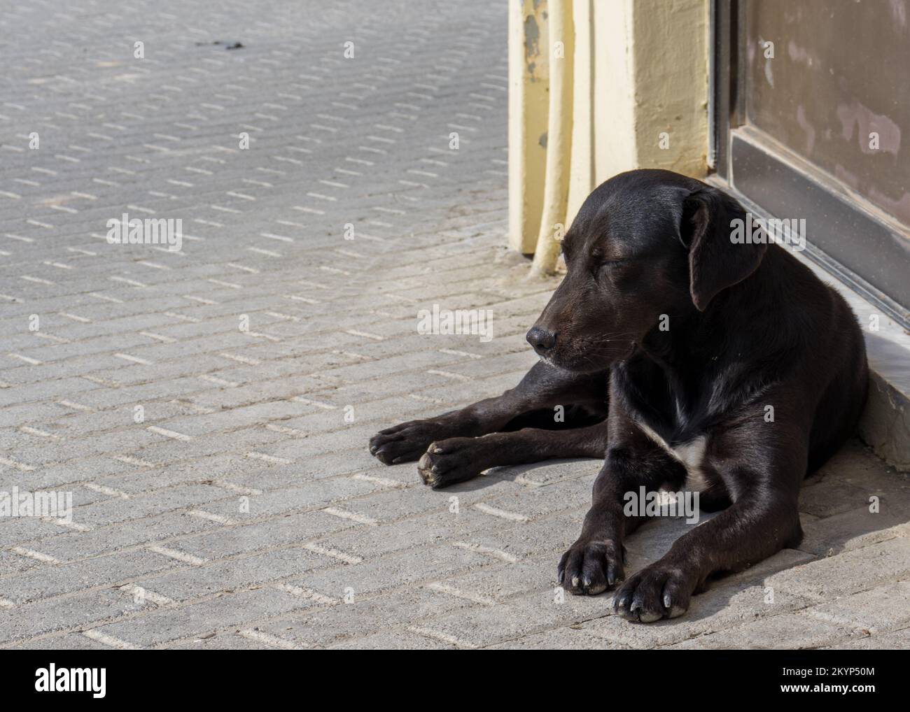 Ein schläfriger, schwarzer streunender Hund Stockfoto