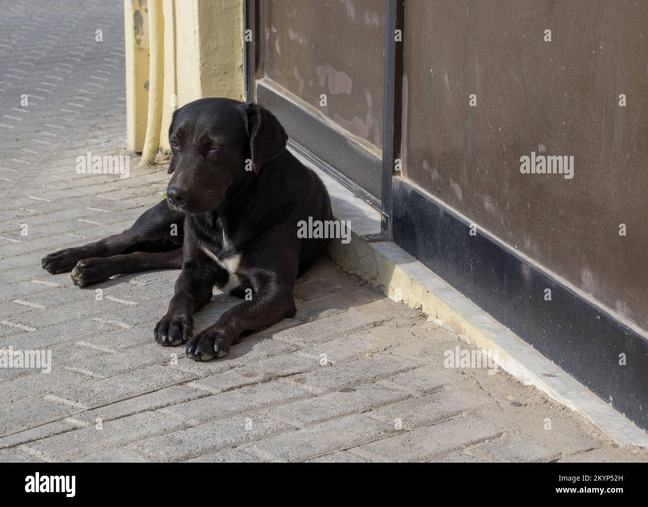 Ein verschlafener, schwarzer streunender Hund vor einem verlassenen Laden Stockfoto