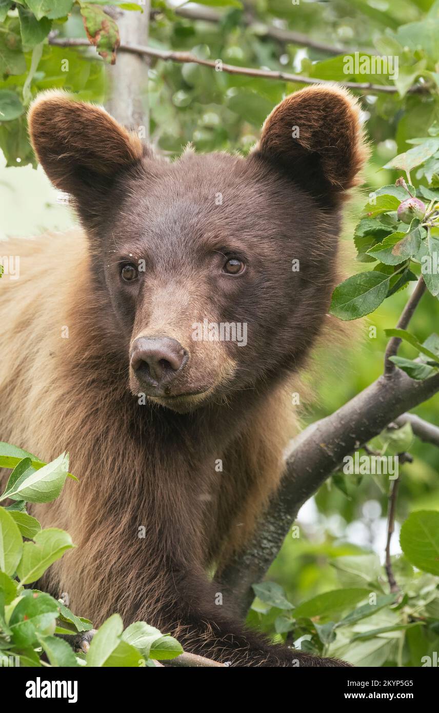 Schwarzbär, Zimtfarbe, Äpfel essen, Montana Stockfoto