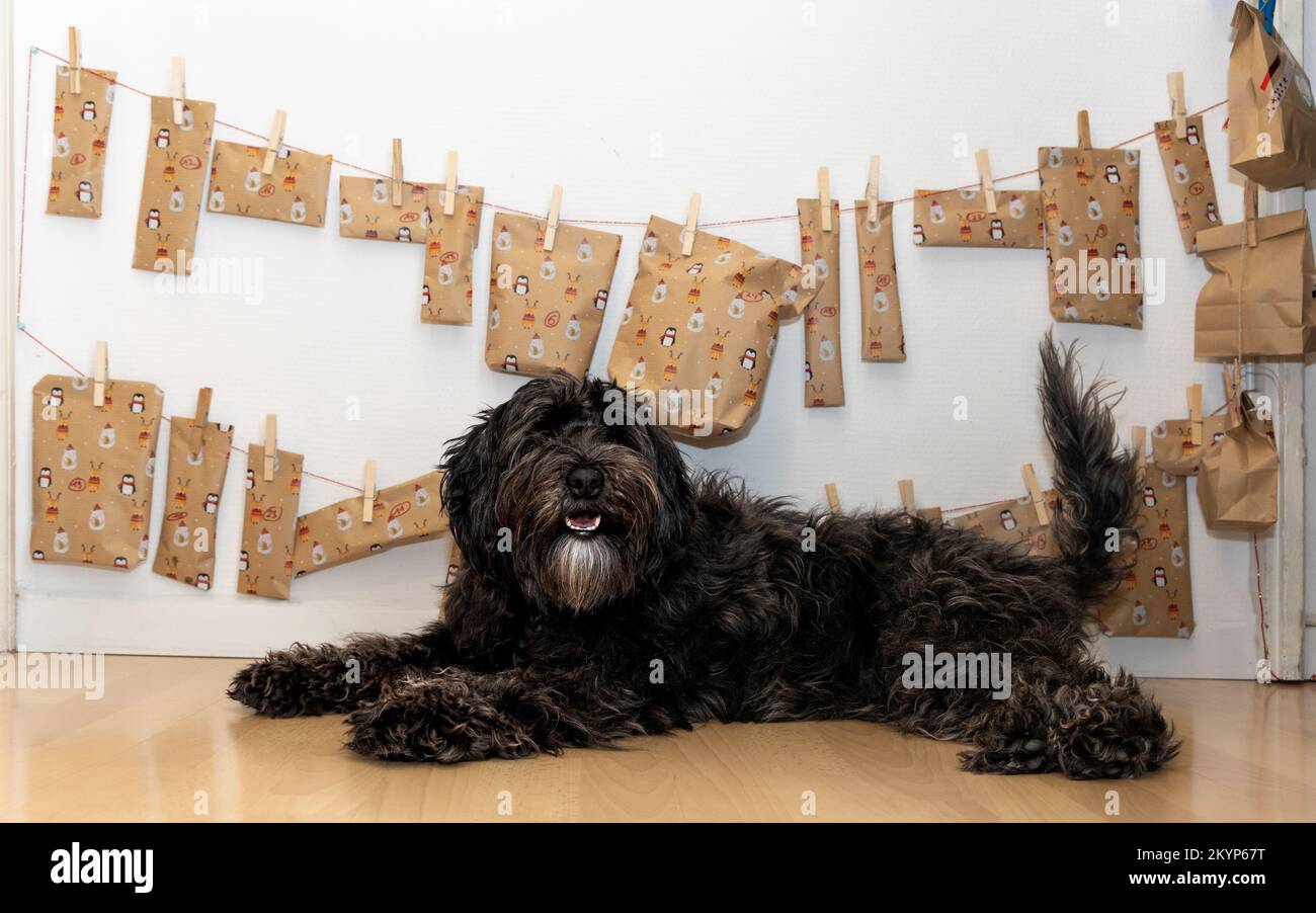 Glücklicher Hund posiert vor sich selbst. Adventskalender gemacht - der Ladradoodle ist ein Liebling geworden mitglied der Familie Stockfoto