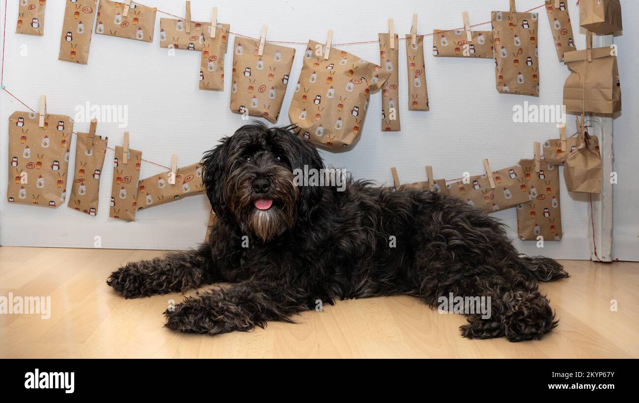 Glücklicher Hund posiert vor sich selbst. Adventskalender gemacht - der Ladradoodle ist ein Liebling geworden mitglied der Familie Stockfoto
