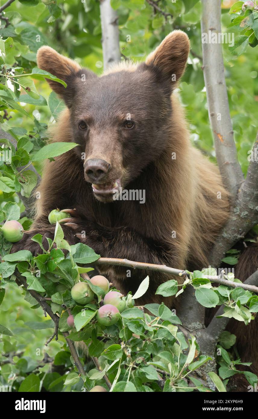 Schwarzbär, Zimtfarbe, Äpfel essen, Montana Stockfoto