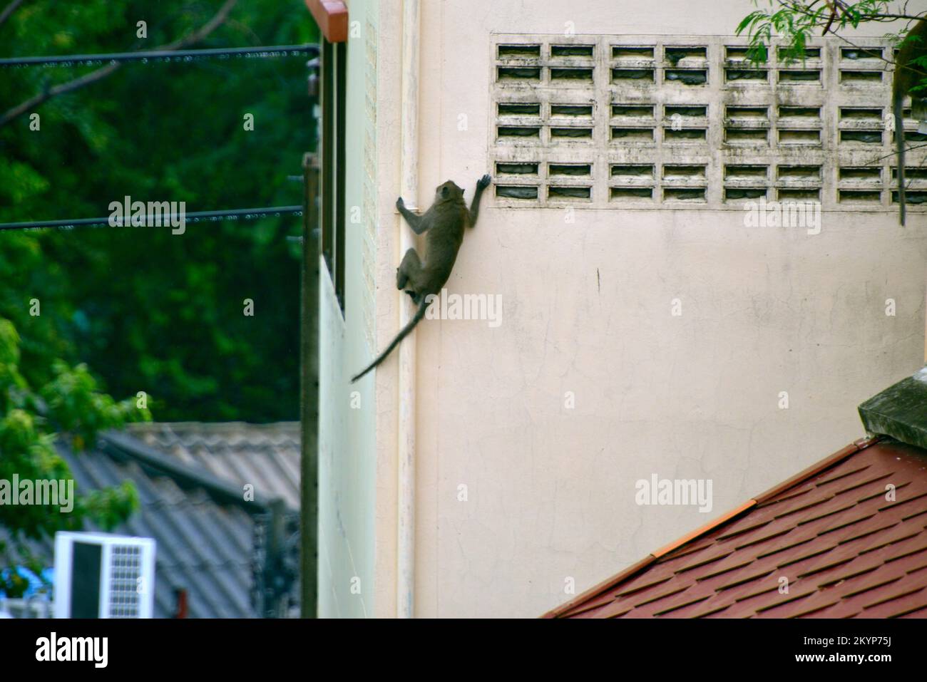 Ein wilder Affe betritt die Stadt Hua hin, Thailand, auf der Suche nach Nahrung. Stockfoto