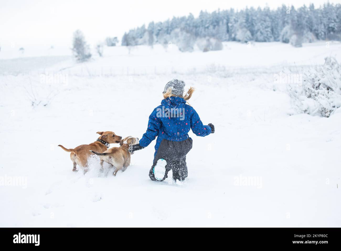 Ein Mädchen und ihre zwei Hunde, die im Schnee spielen Stockfoto