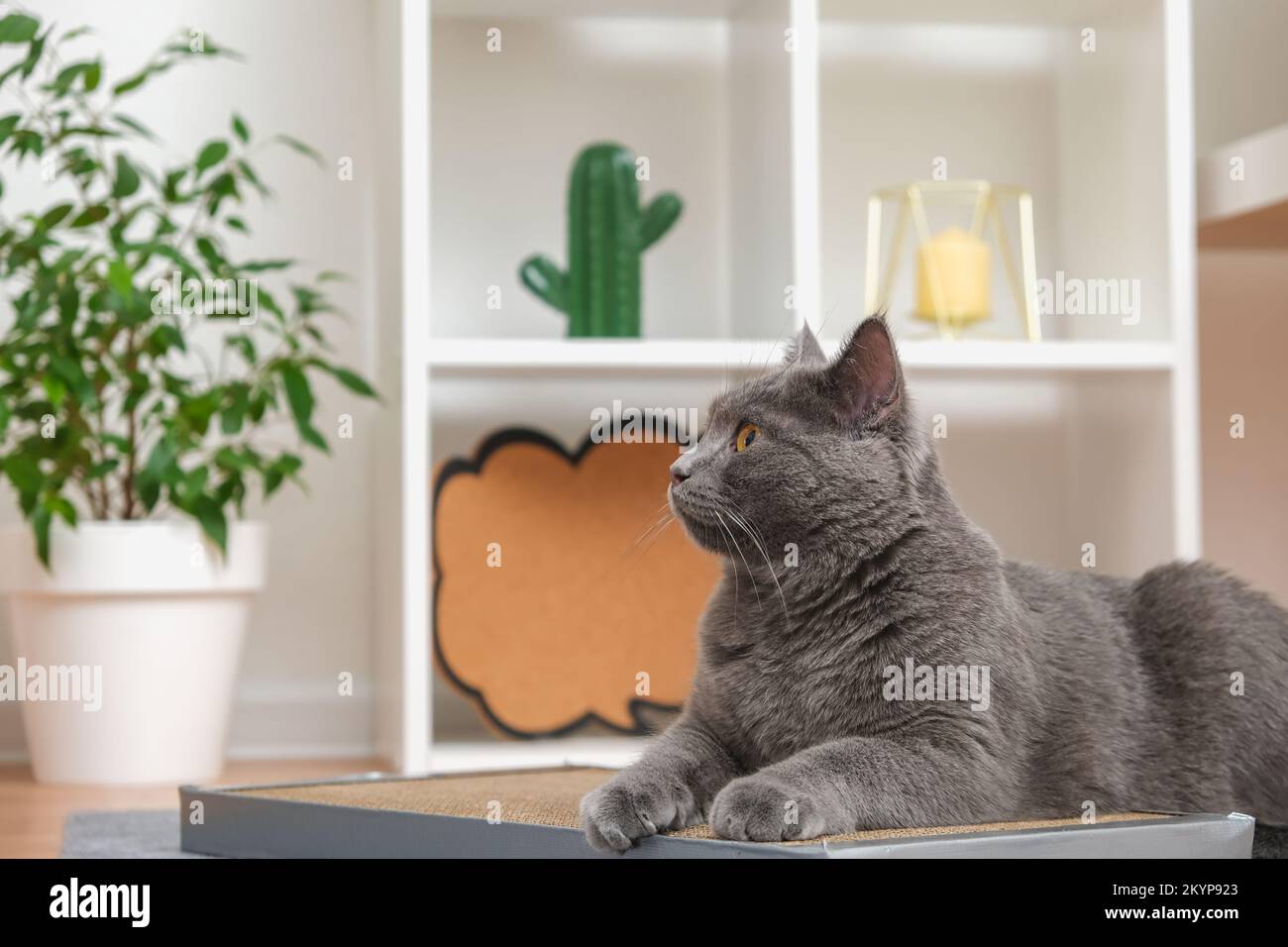 Eine graue Katze spielt auf einem Kratzer-Pfosten. Kratzpfahl aus Karton. Eine graue Katze streichelt auf einem Kratzpfahl. Eine Katze schnüffelt Katzengras an einem Kratzpfahl. Stockfoto