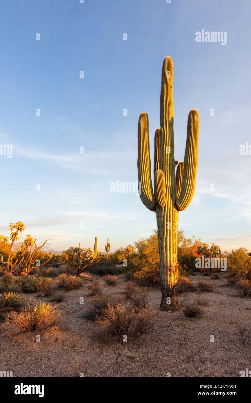 Riesige Saguaro-Kakteen (Carnegiea gigantea) und malerische Landschaft der Sonora-Wüste in der Nähe von Phoenix, Arizona Stockfoto