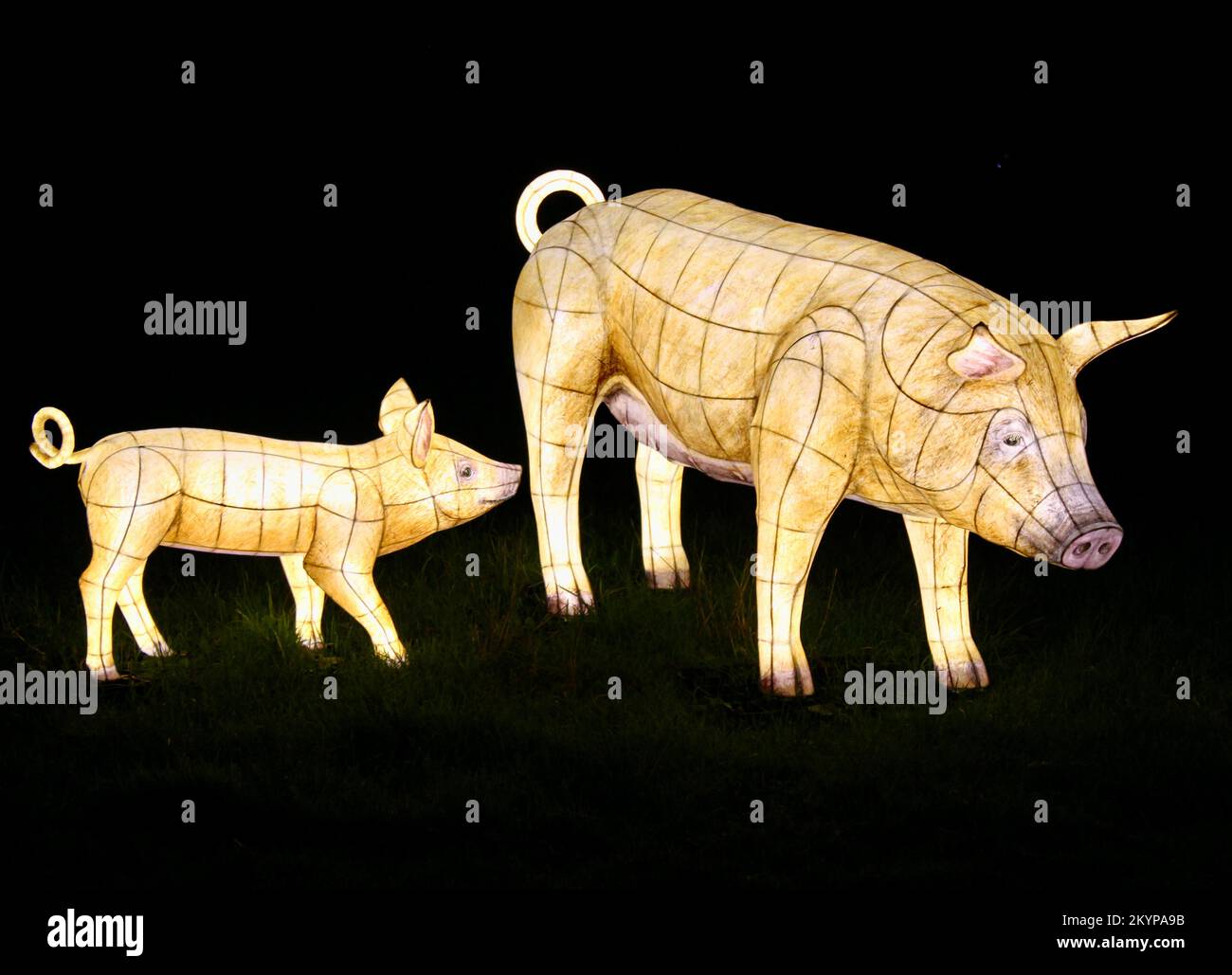 Suzan Vagoose - Heligan Lantern Night - Schweine Stockfoto