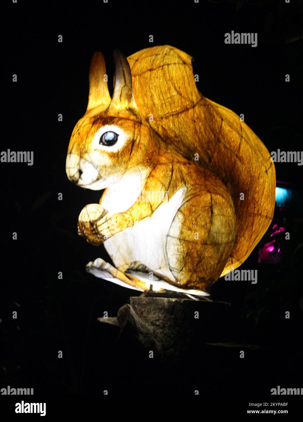 Suzan Vagoose - Heligan Lantern Night - Eichhörnchen Stockfoto