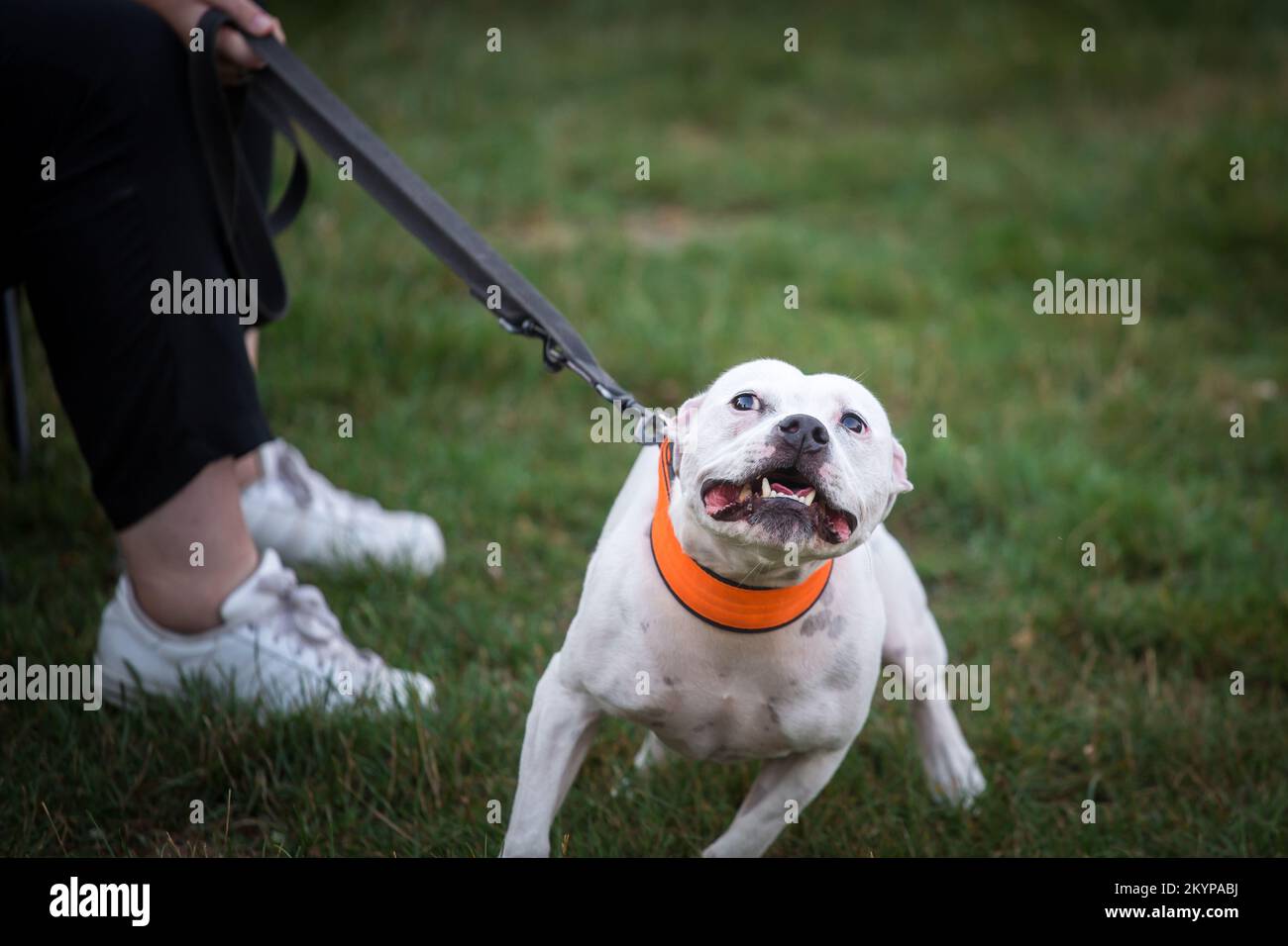 Weißer Staffordshire Bullterrier Stockfoto