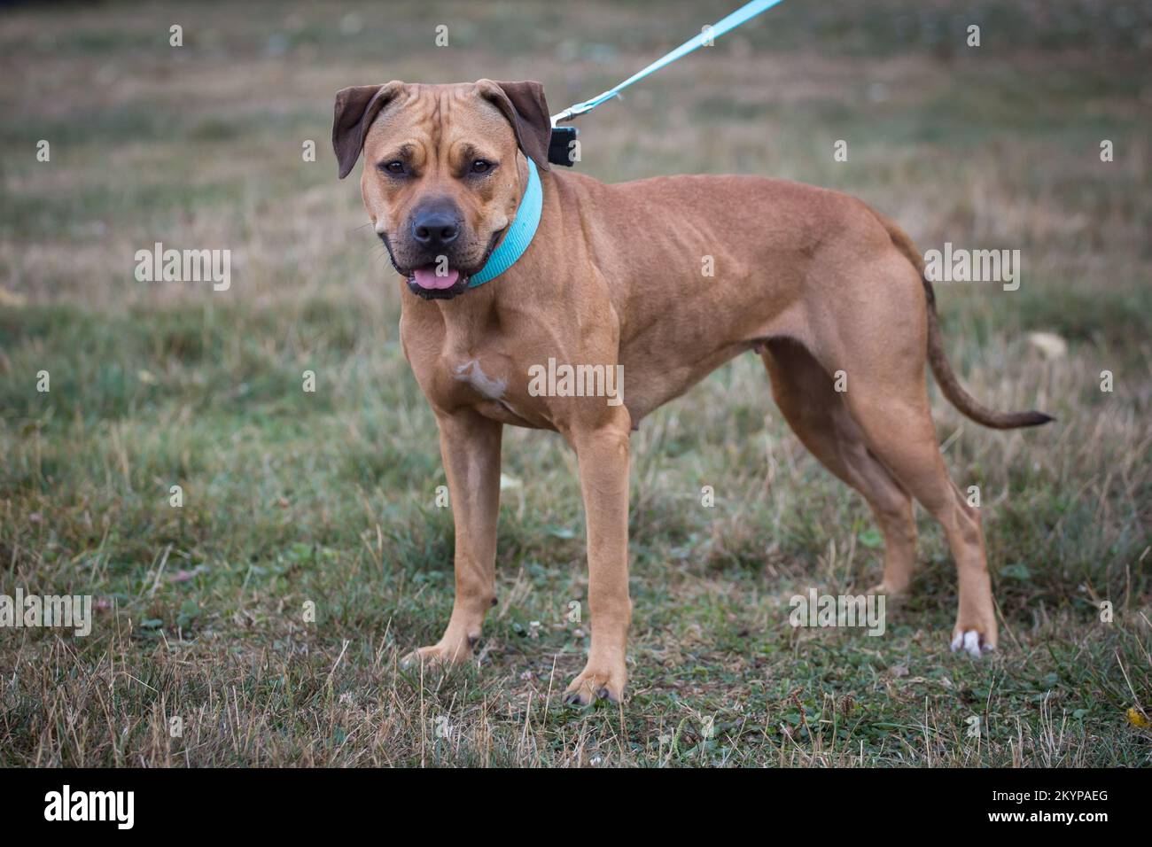 Amerikanischer Pit-Bullterrier Stockfoto