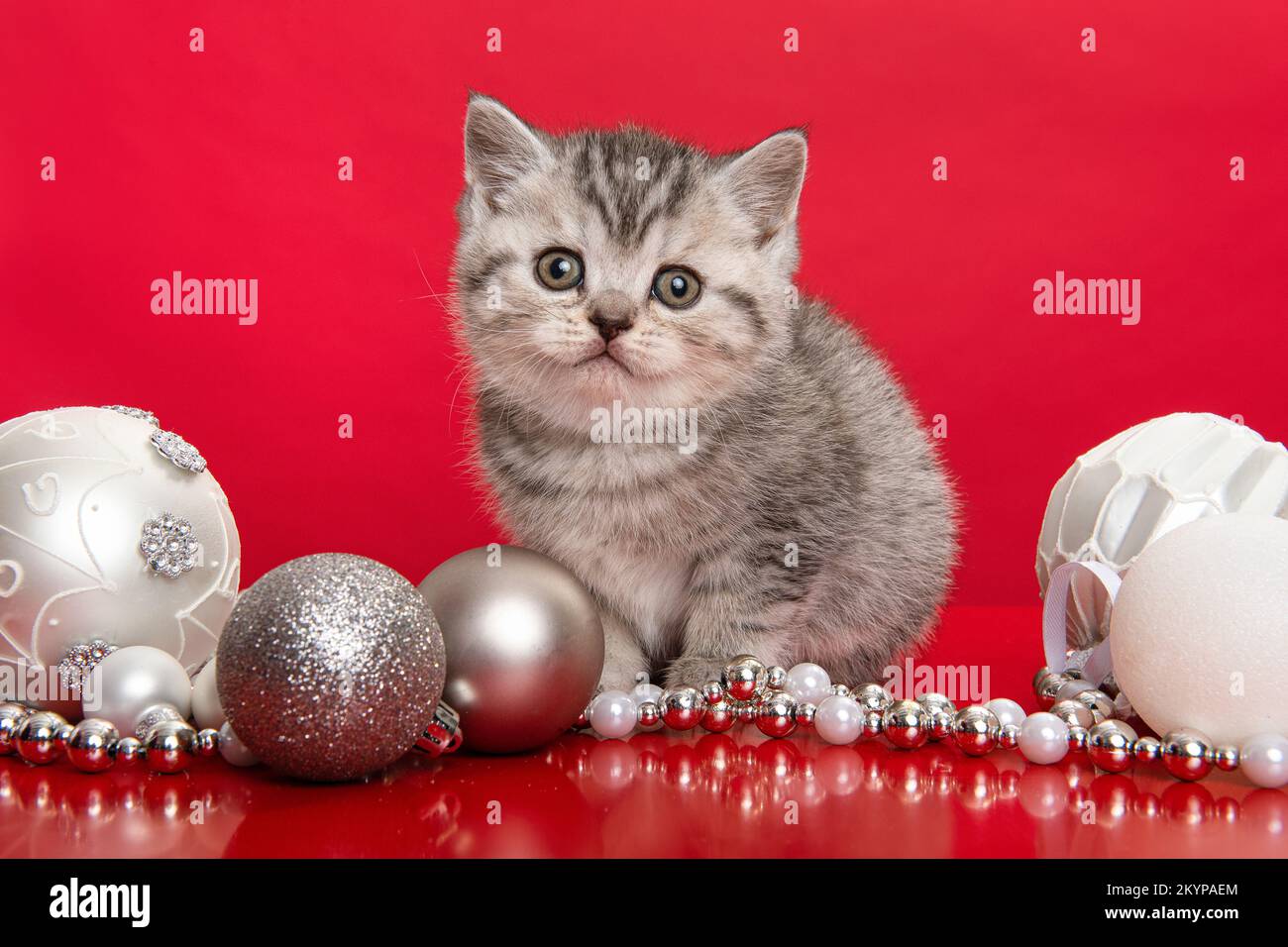 Süße graue englische Babykatze mit Kurzhaar, die in einem weißen Korb mit chirstmas-Ornamenten auf rotem Hintergrund in die Kamera schaut Stockfoto