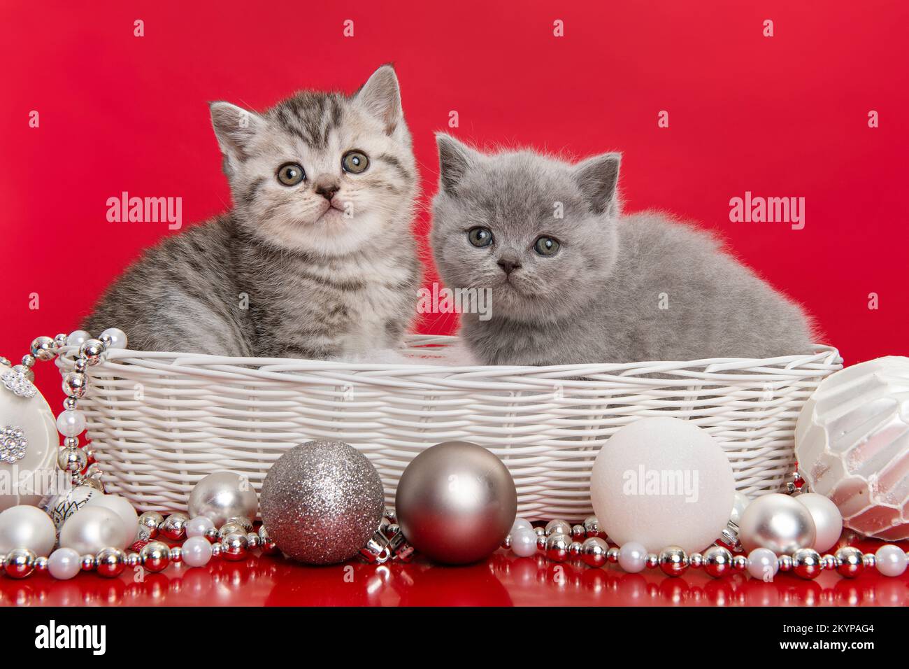 Zwei englische Kätzchen mit Kurzhaarschnitt in einem weißen Korb mit chirstmas-Ornamenten auf rotem Hintergrund Stockfoto