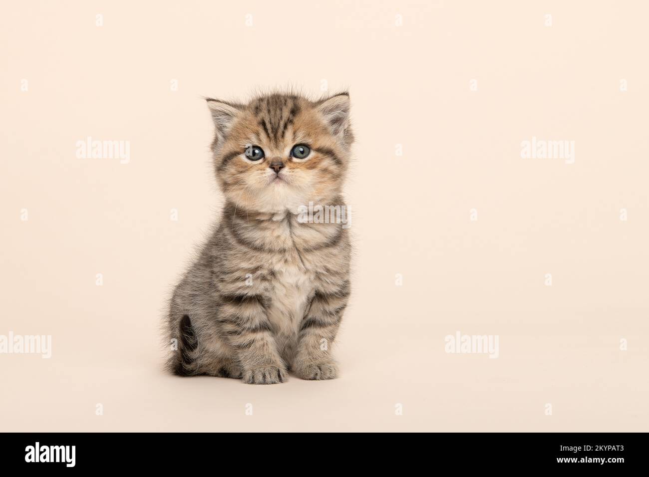 Süße sitzende goldene Tabby reinrassige britische Kurzhaar-Babykatze, die auf einem cremefarbenen Hintergrund in die Kamera schaut Stockfoto