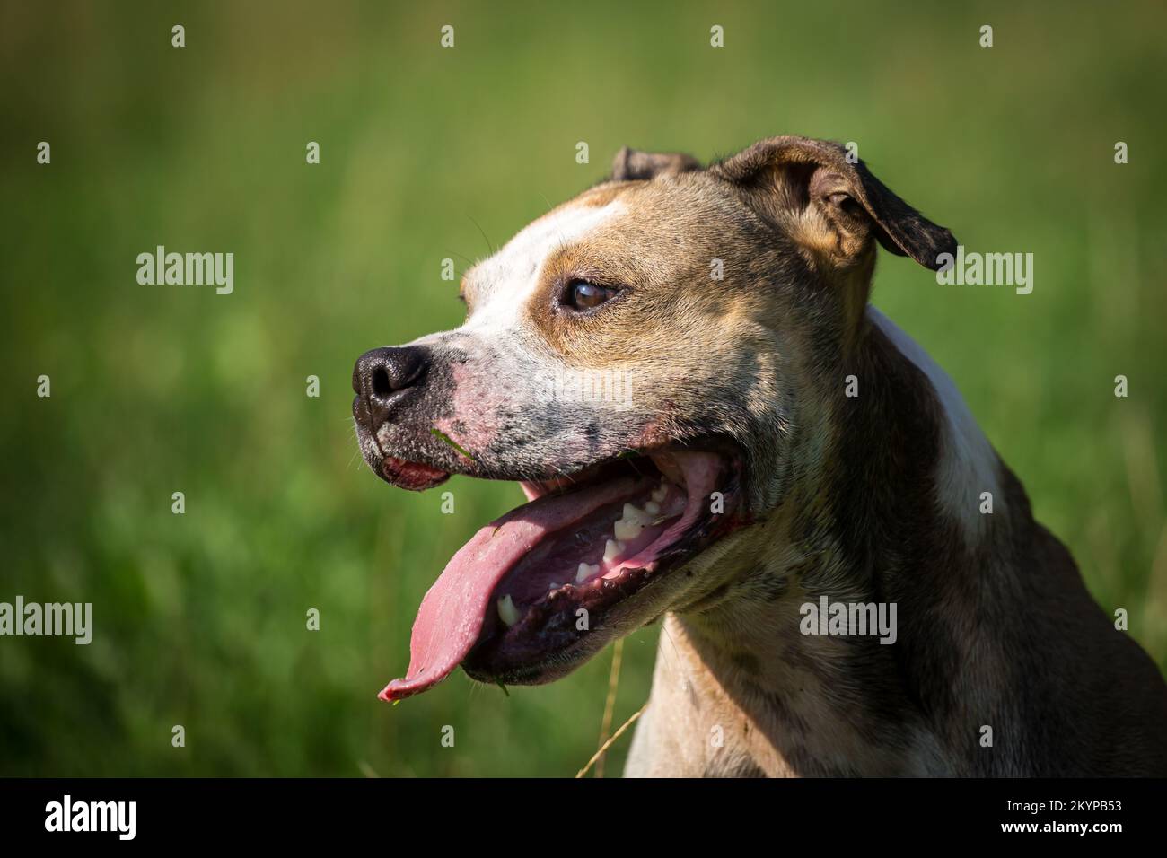 Porträt eines gesunden Bulldoggen Stockfoto