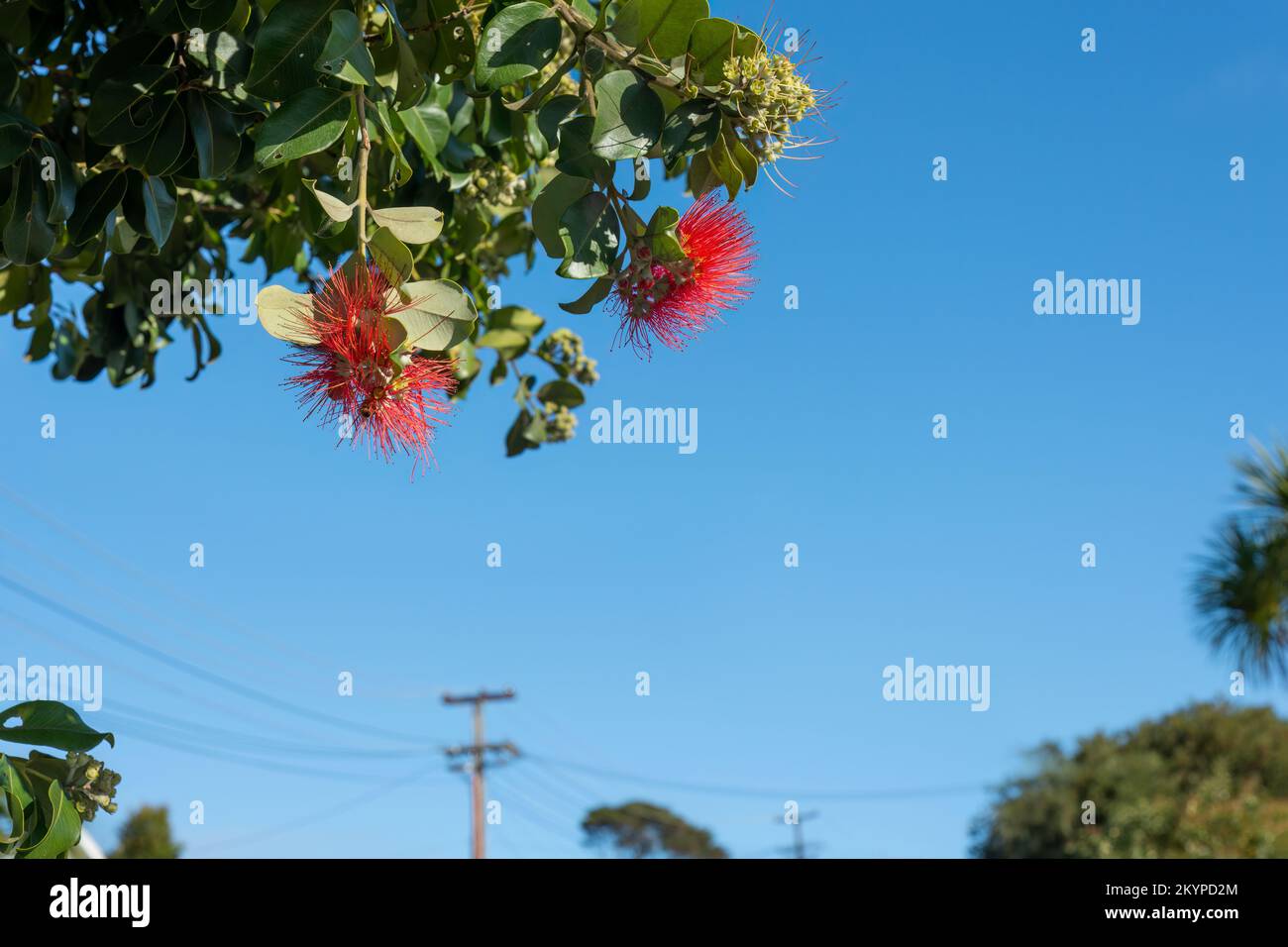 Neuseeländischer Weihnachtsbaum Pohutukawa in voller Blüte vor blauem Himmel. Unscharfe Stromleitungen und Post in der Ferne. Auckland. Stockfoto