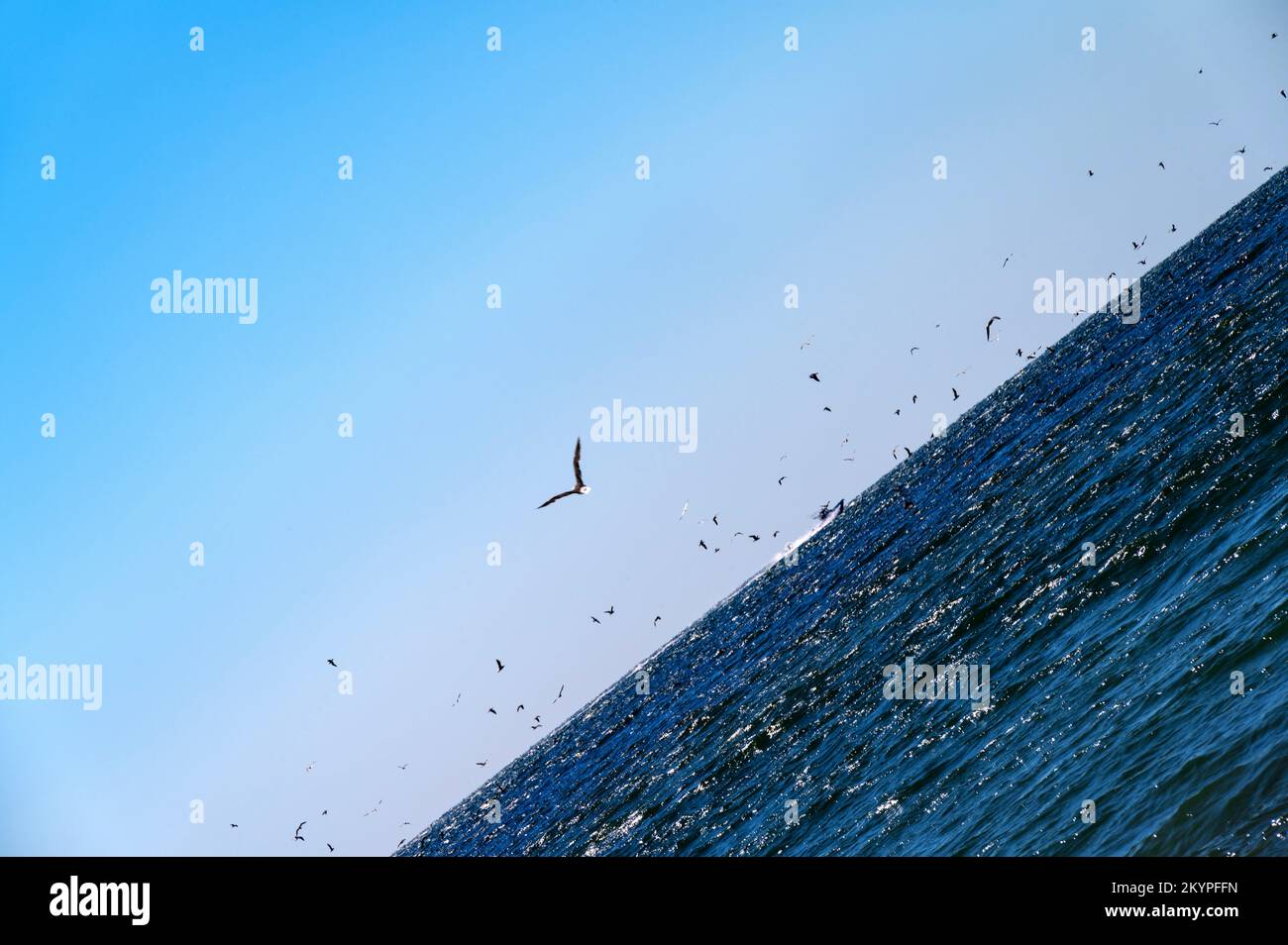 Schnellboot und Vögel in Bewegung Stockfoto