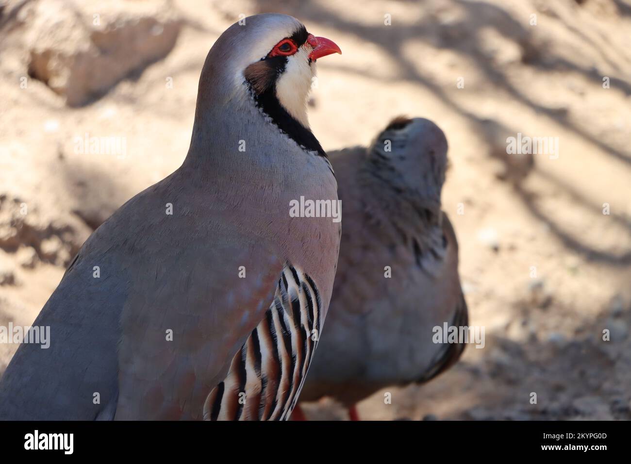 Australische Taube Stockfoto