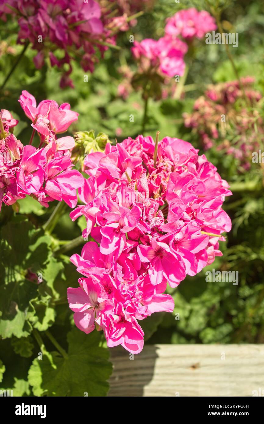 Portrait von Pelargonium zonale, gemeiner Geranium Stockfoto