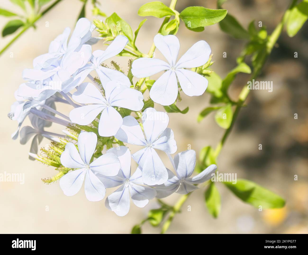 Porträt der blauen Jasminblume, Plumbago auriculata, Familie plumbaginaceae Stockfoto