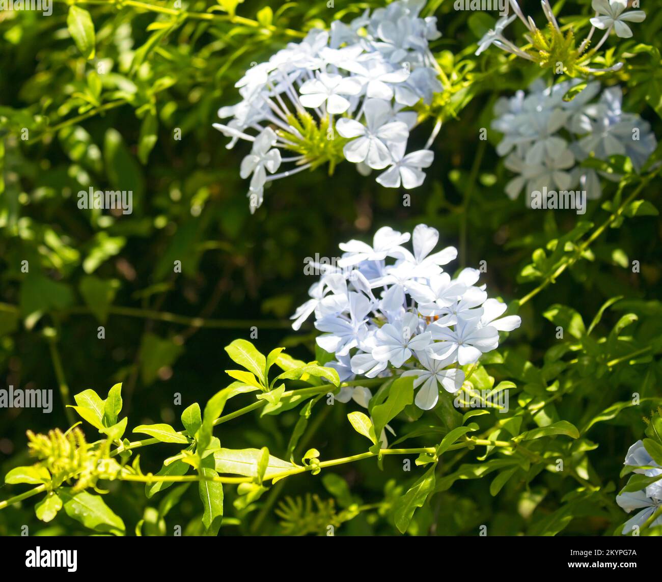 Porträt der blauen Jasminblume, Plumbago auriculata, Familie plumbaginaceae Stockfoto