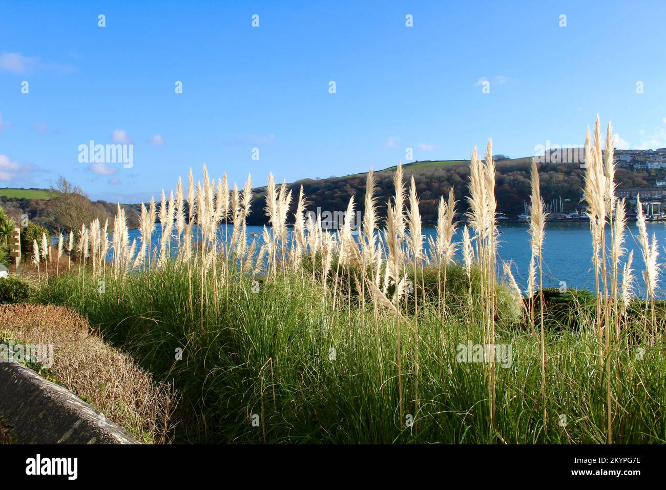 Suzan Vagoose – Pampas Grass, Fowey, Cornwall, England, Großbritannien Stockfoto