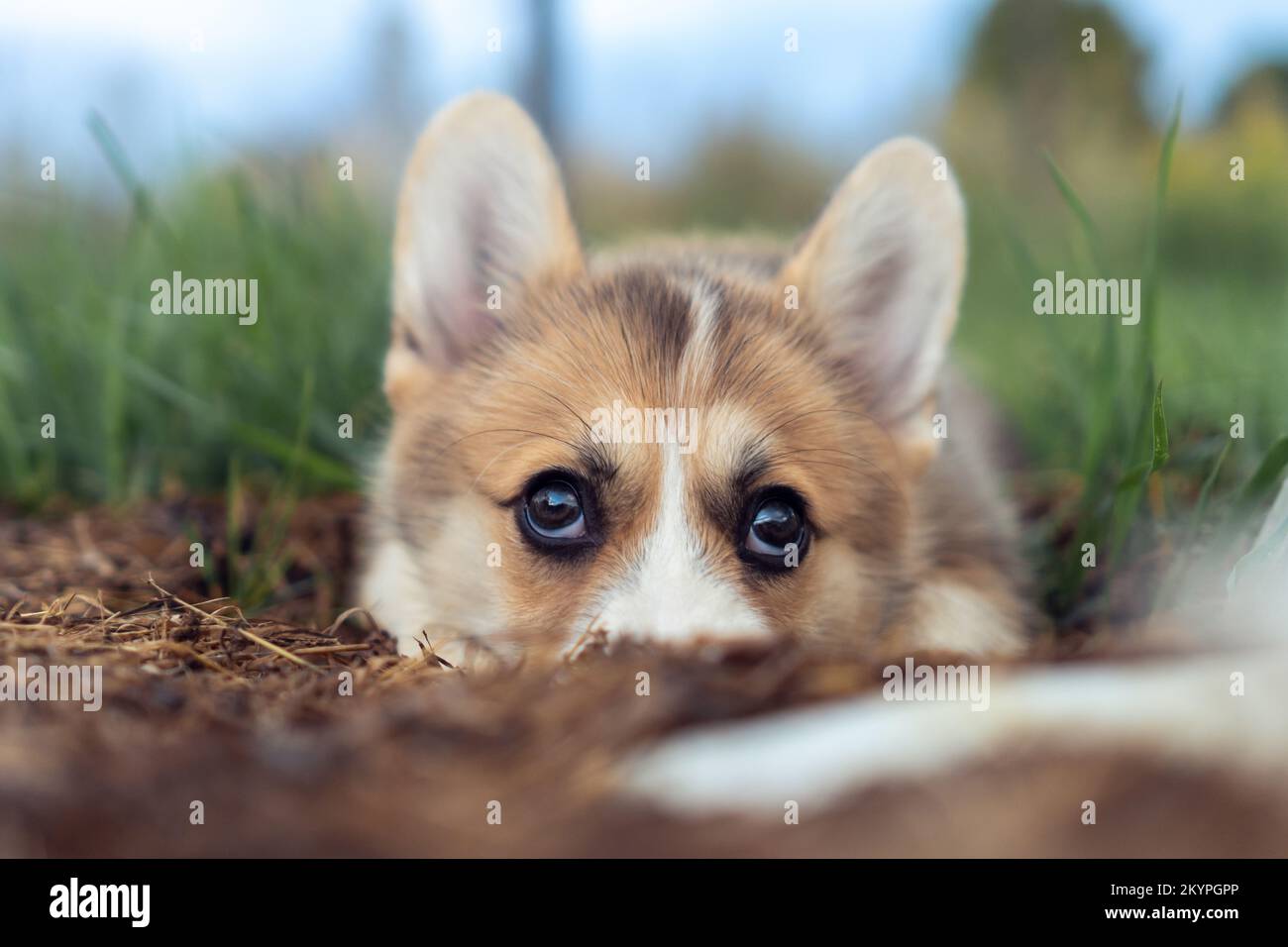 Charmanter kleiner Corgi-Hund mit schönen großen Augen liegt draußen auf dem Boden. Nahaufnahme, selektiver Fokus. Reinrassiger Hund, Haustier, Haustier Stockfoto