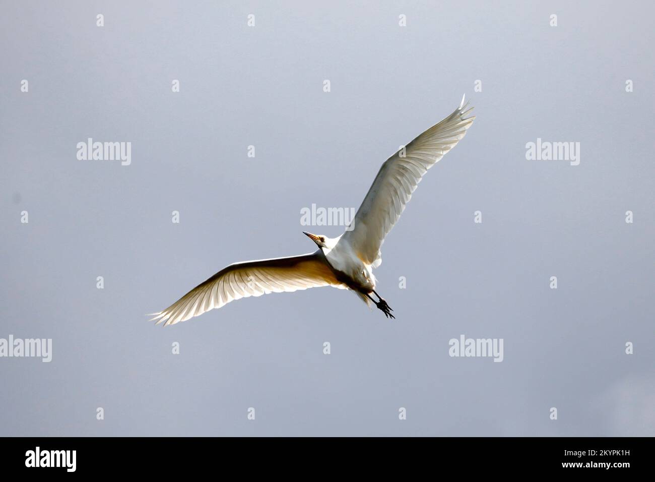 Weißer Reiher, der isoliert gegen einen hellen Himmel fliegt Stockfoto