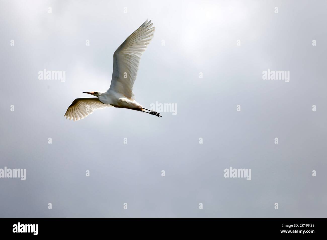 Weißer Reiher, der isoliert gegen einen hellen Himmel fliegt Stockfoto