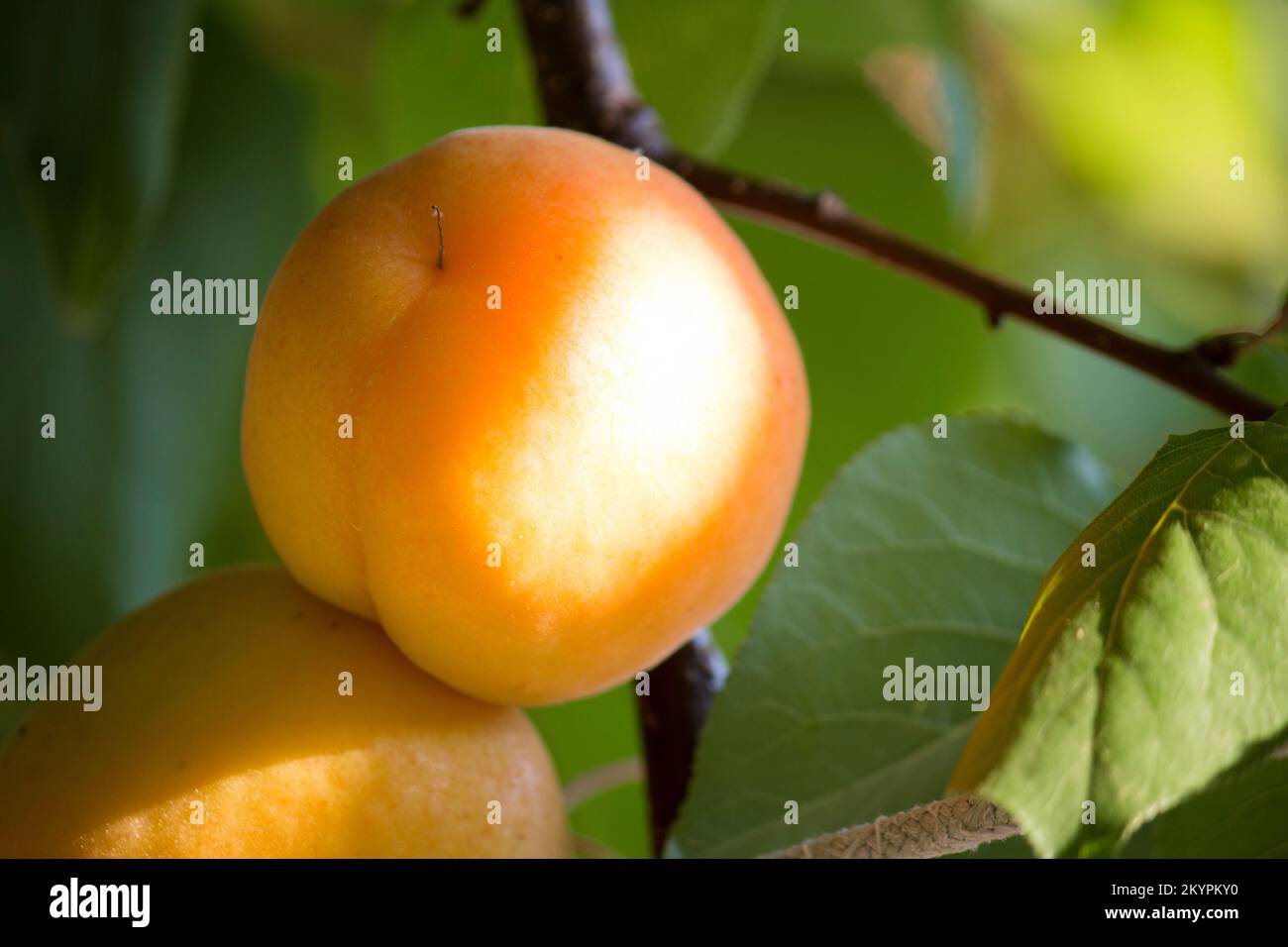 Albero di albicocco -Fotos und -Bildmaterial in hoher Auflösung – Alamy