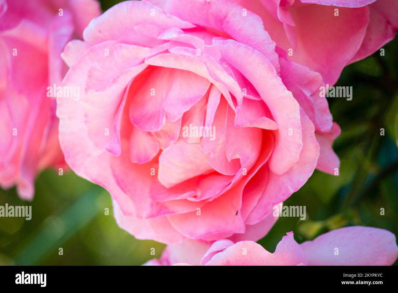 Fiore rosa, rosa Blume Stockfoto