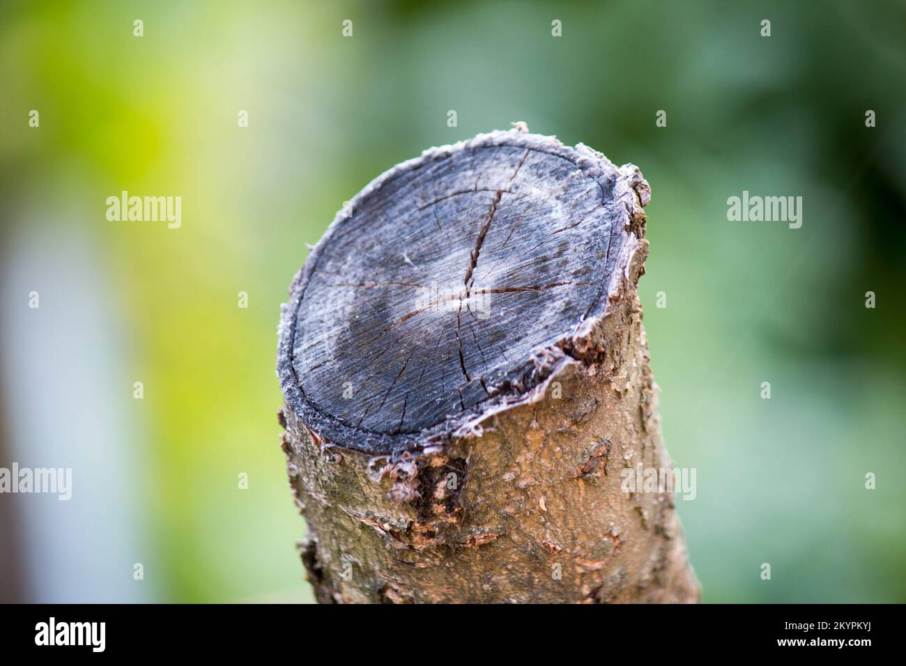 Tronco di un albero im Primoklavier, Baumstamm im Vordergrund Stockfoto