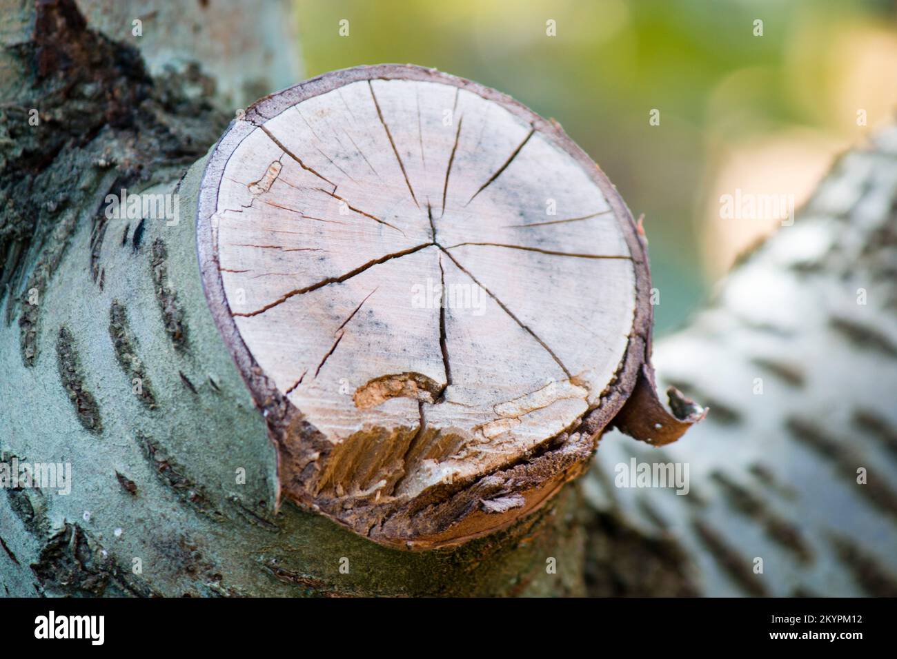 Tronco di un albero im Primoklavier, Baumstamm im Vordergrund Stockfoto