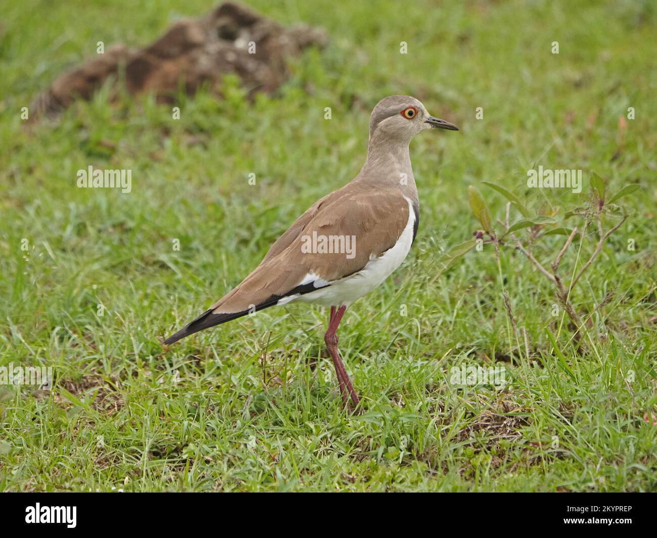 Schwarzflügelläufer Lapwing (Vanellus melanopterus) mit rotem Augenring auf üppigem Grünland des Masai Mara Graslands Kenia, Afrika Stockfoto