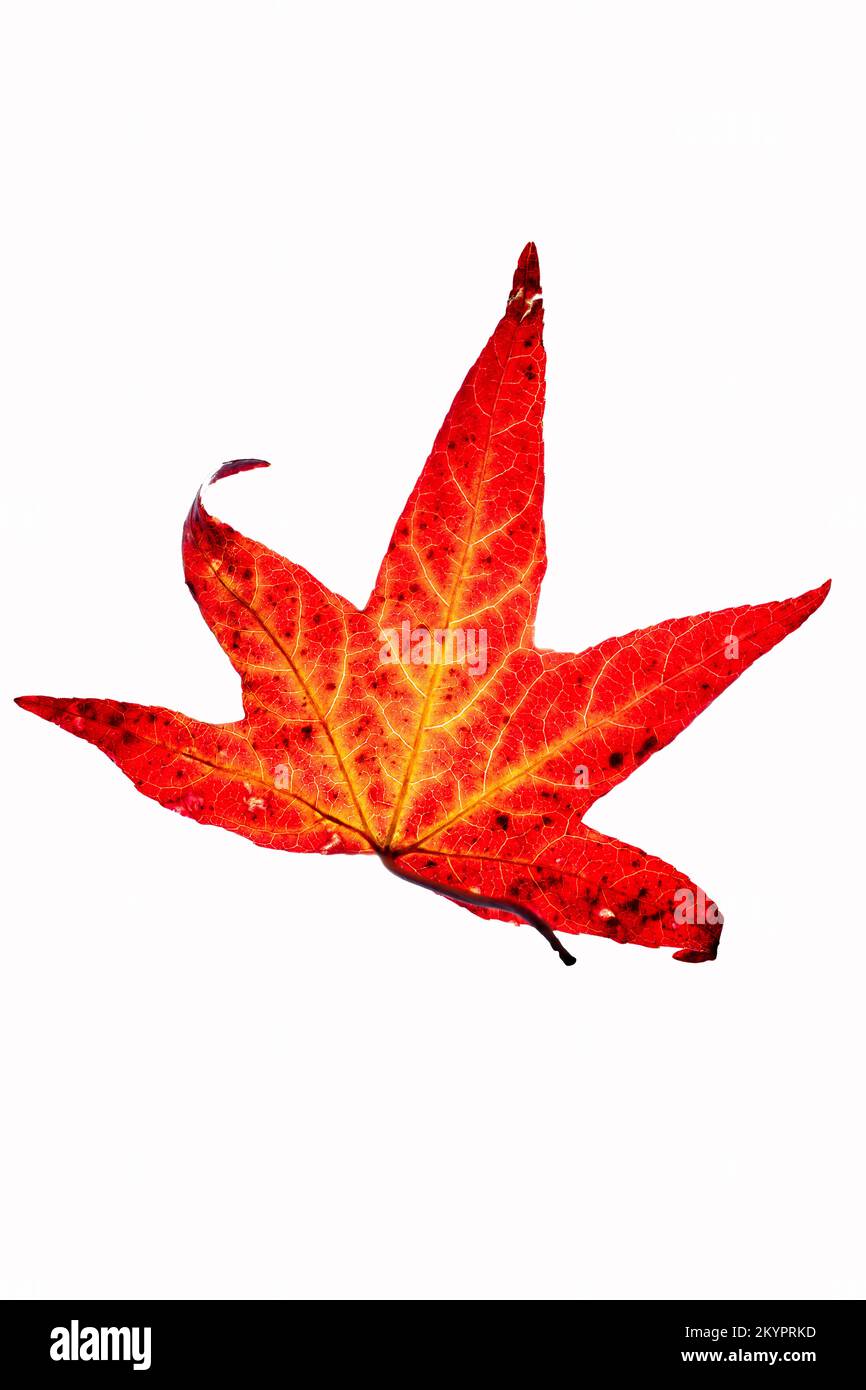 Hintergrundbeleuchtung, isoliertes süßes Kaugummi oder Laub von Liquidambar im Herbst, Nahaufnahme Stockfoto