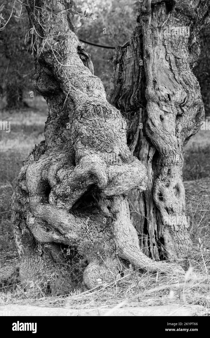 Ulivi deformi, deformierte Olivenbäume Stockfoto