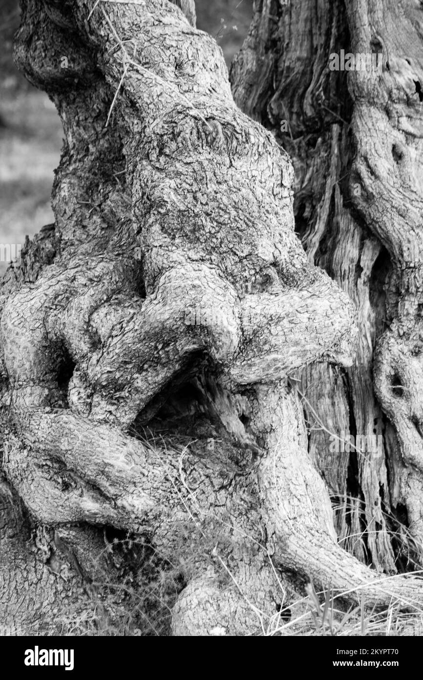 Ulivi deformi, deformierte Olivenbäume Stockfoto