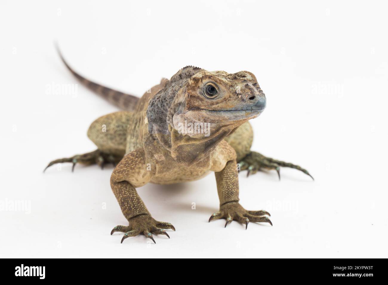 Hispaniolan Rhinoceros Iguana Eidechse Cyclura cornuta cornuta isoliert auf weißem Hintergrund Stockfoto