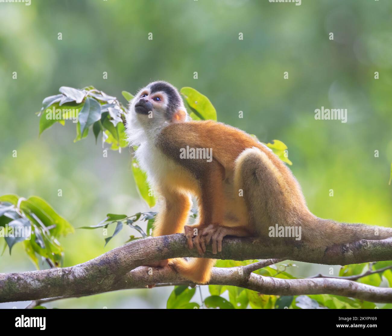 Zentralamerikanischer Eichhörnchenaffe im Regenwaldddach, Costa Rica Stockfoto