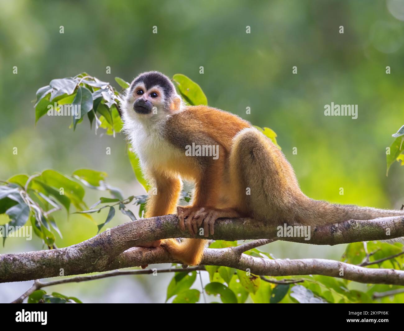 Eichhörnchenaffen (Saimiri oerstedii) im Regenwaldddach, Halbinsel Osa, Costa Rica Stockfoto