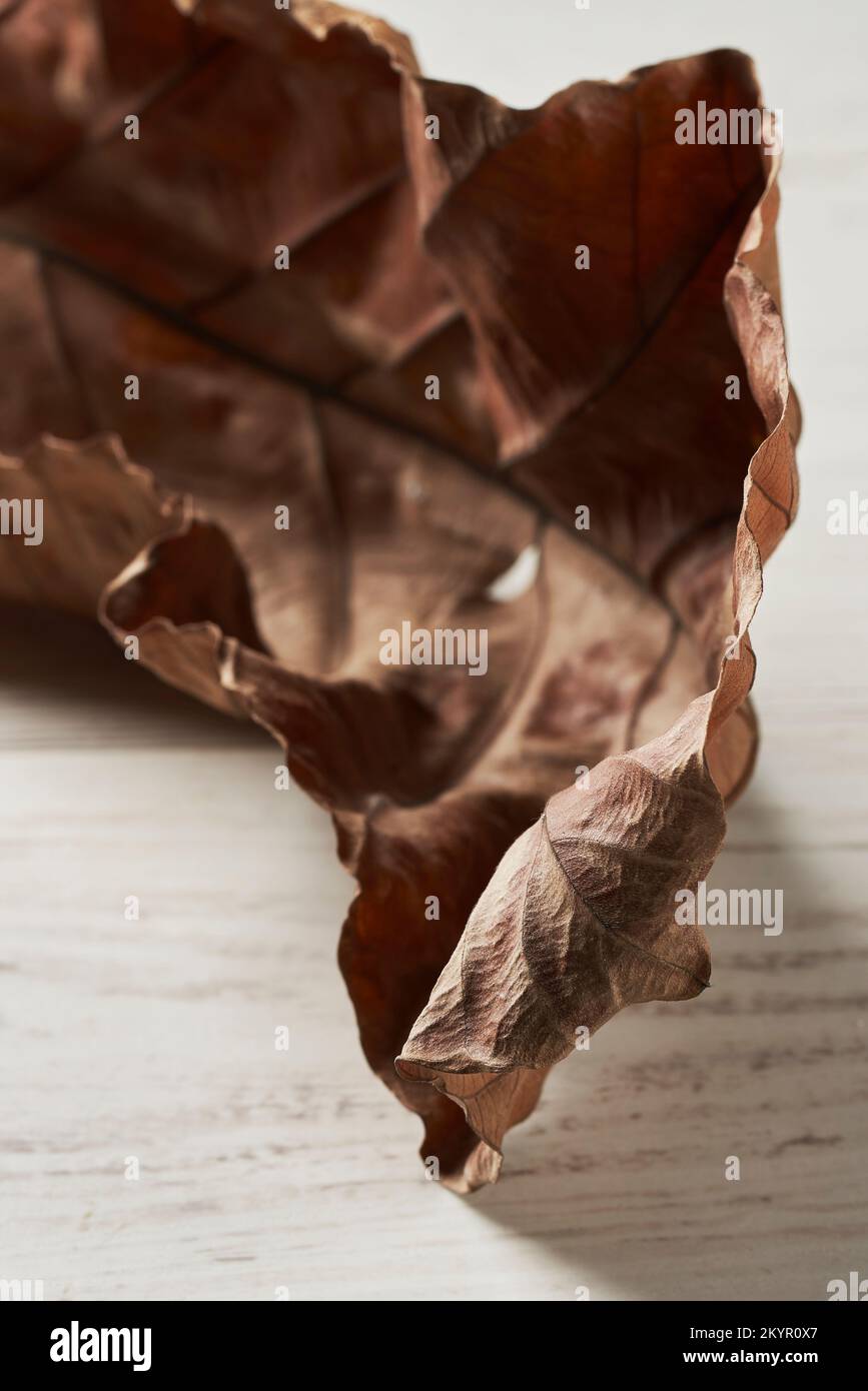Nahaufnahme der detaillierten Textur eines trockenen Blatts Stockfoto