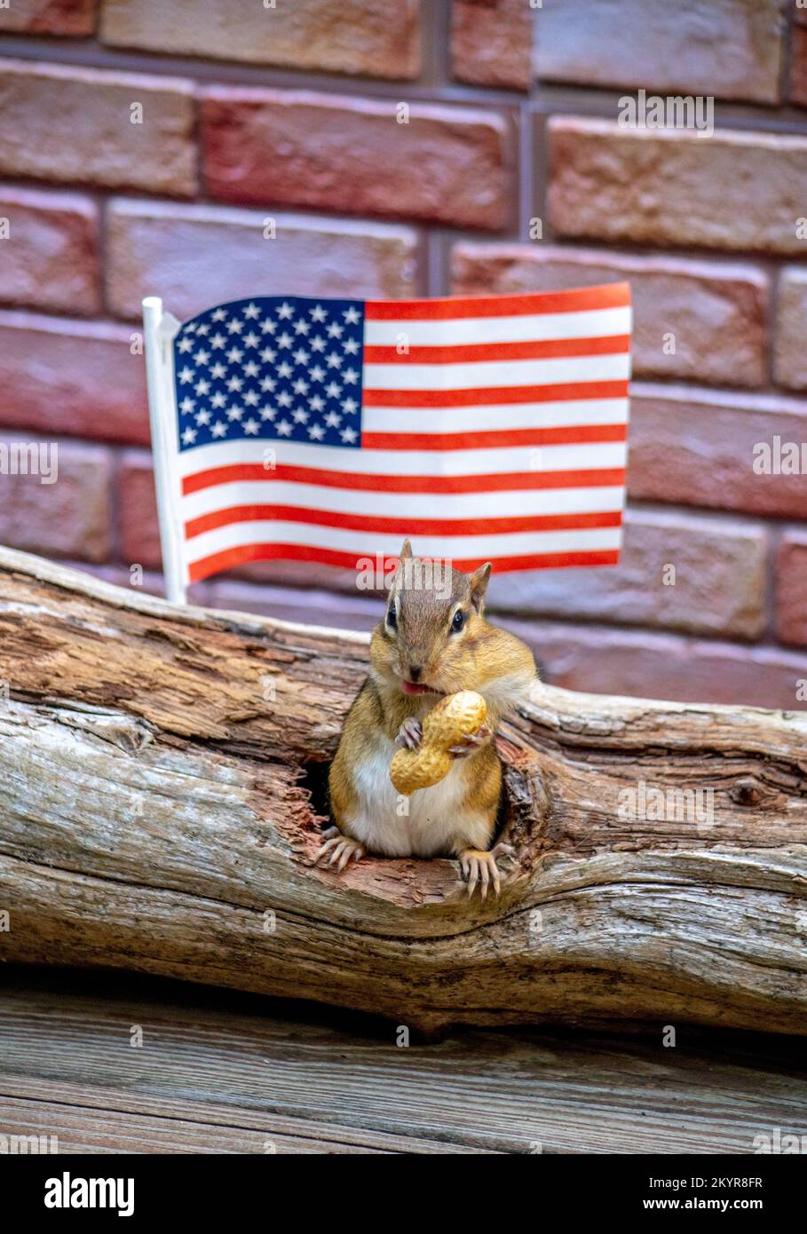 Ein glücklicher nordamerikanischer Streifenhörnchen umarmt eine große Erdnuss vor ihrem Baumhaus und eine amerikanische Flagge Stockfoto