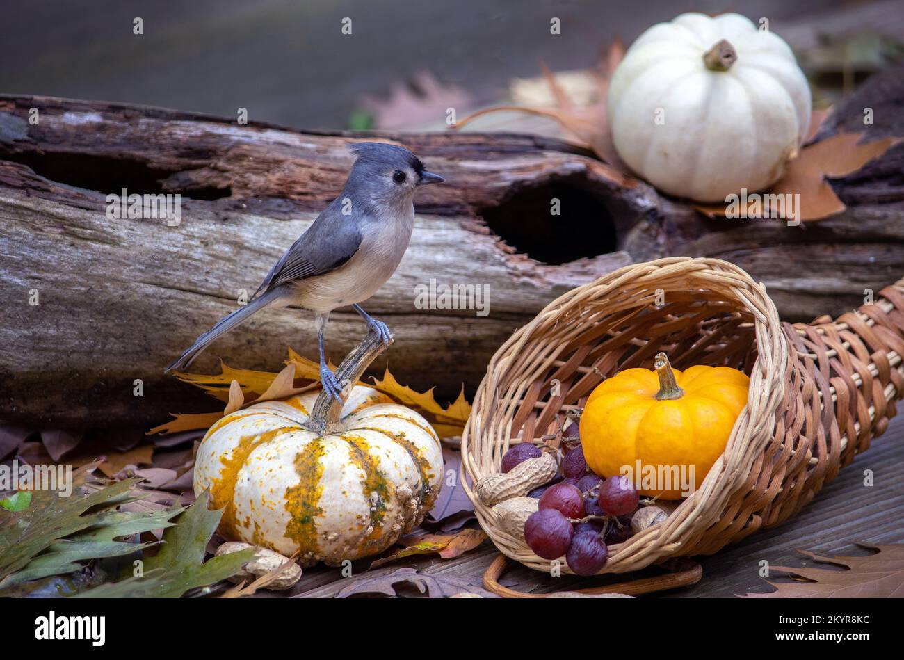 Eine graue und blaue Tittenmaus sieht sich in diesem süßen Stillleben aus herbstlichen Kürbissen und einer Fülle von Trauben und Erdnüssen zu Hause an Stockfoto