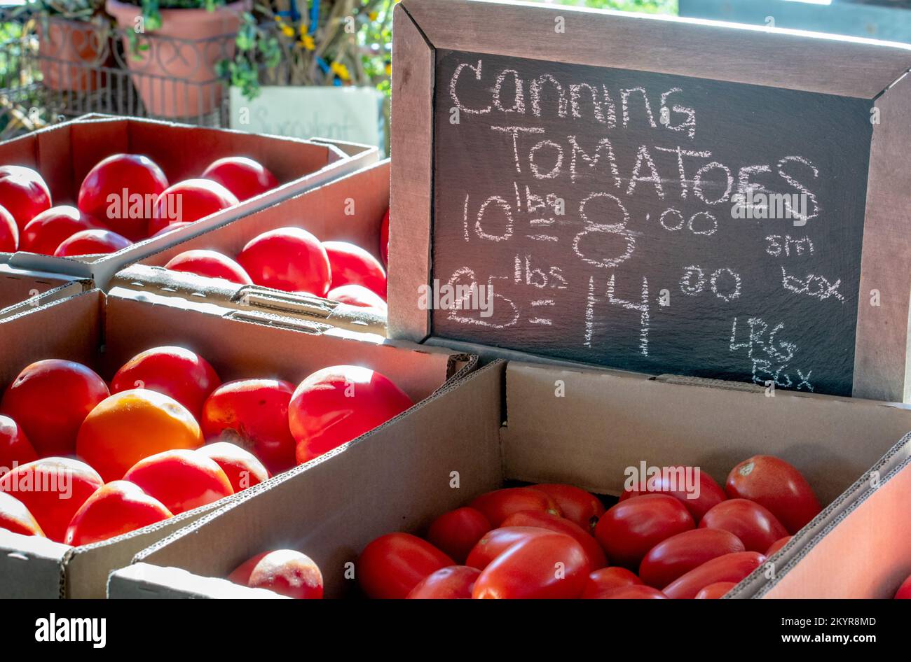 Schachteln mit Tomaten in Dosen werden auf einem frischen Bauernmarkt verkauft, perfekt für Ihr Spezialrezept oder Gläser mit Sauce Stockfoto