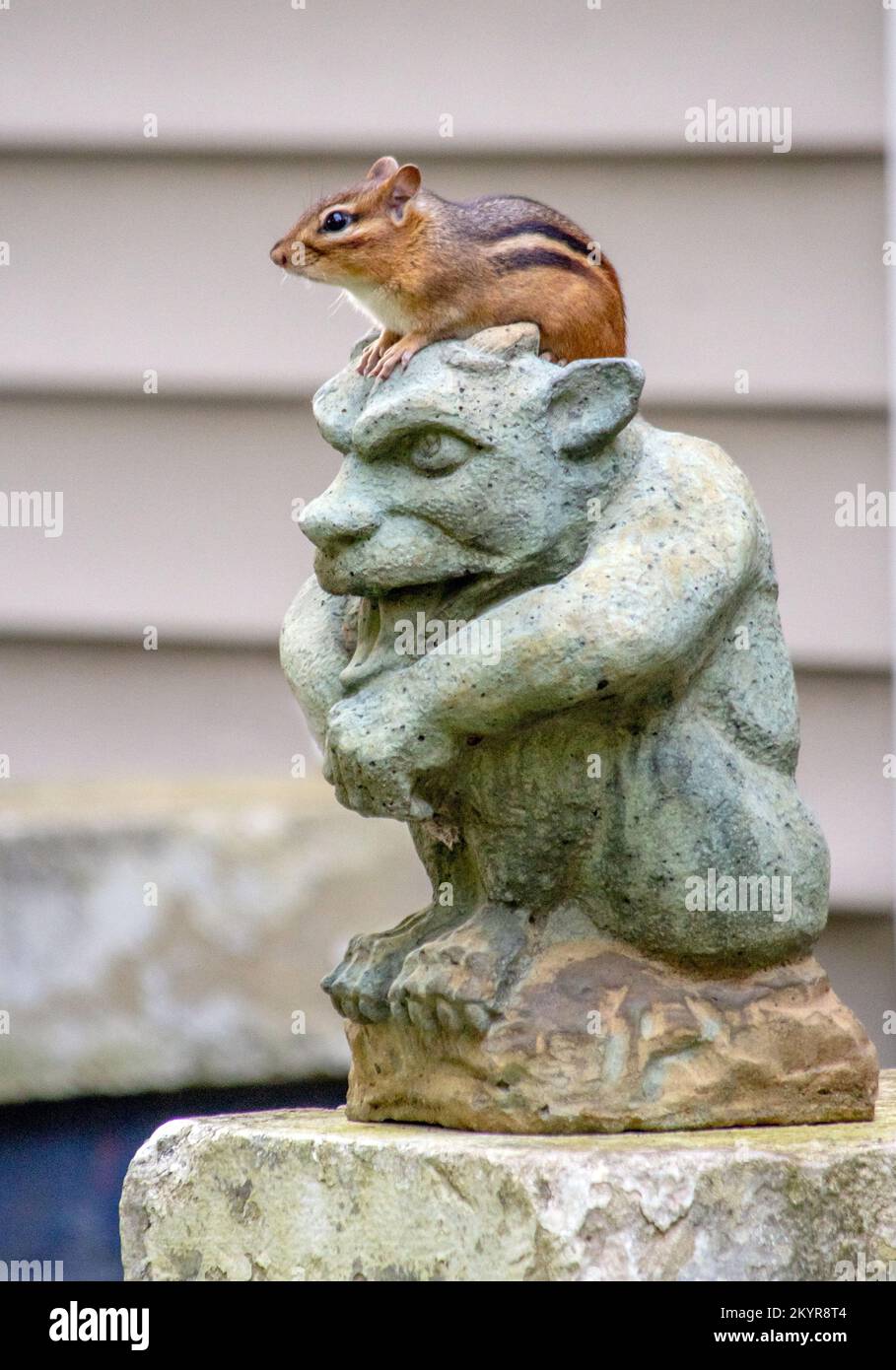 Chipmunk liebt es, auf dieser Gargoyle-Statue auf meiner Veranda zu sitzen, ein guter Ort, um nach Gefahr zu suchen Stockfoto