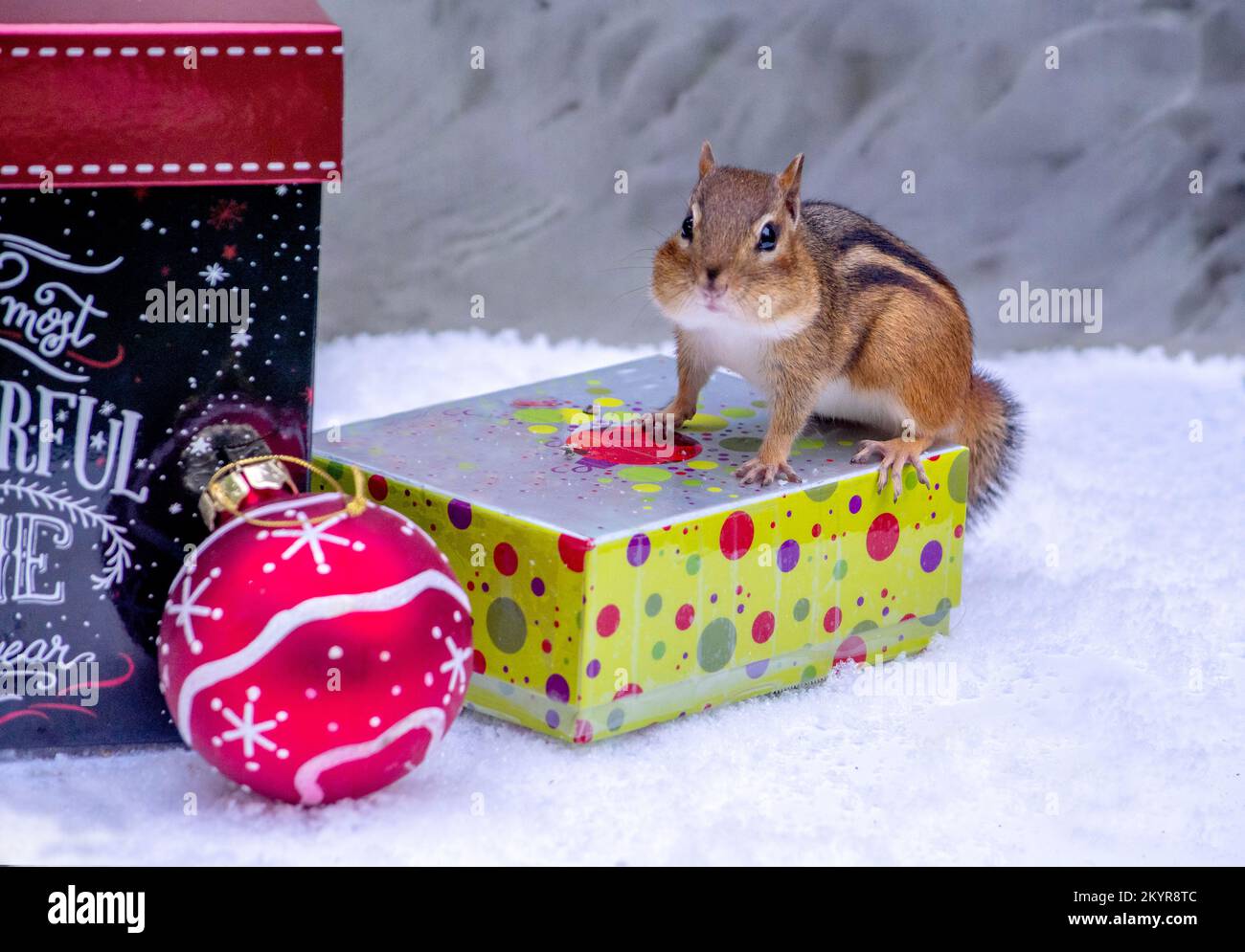 Der leuchtende Streifenhörnchen sucht sich eine verpackte Schachtel als Weihnachtsgeschenk aus Stockfoto