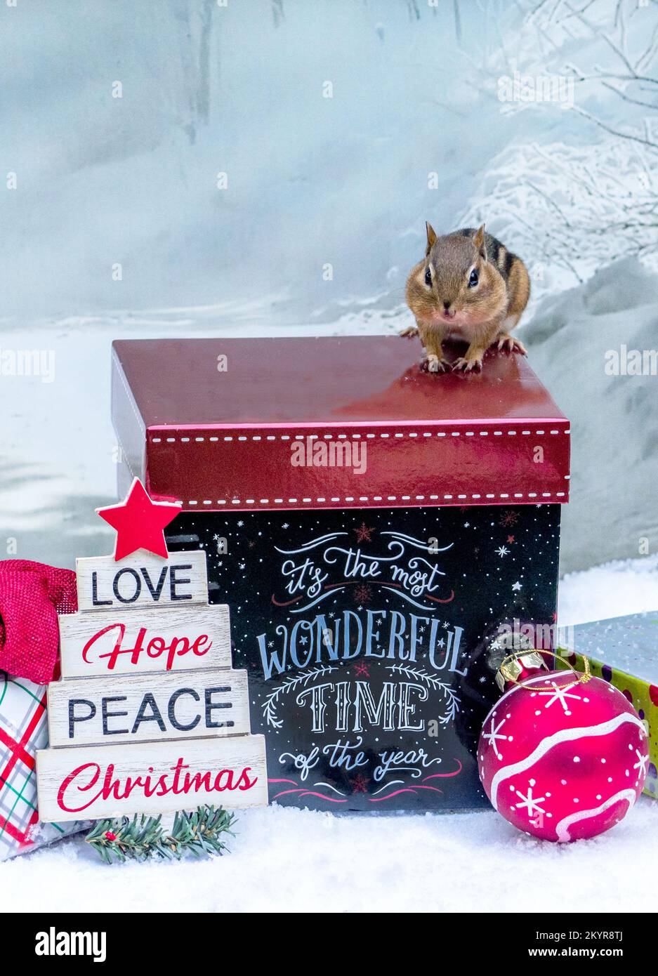 Der kleine Streifenhörnchen stimmt zu, dass Weihnachten die schönste Zeit des Jahres ist Stockfoto