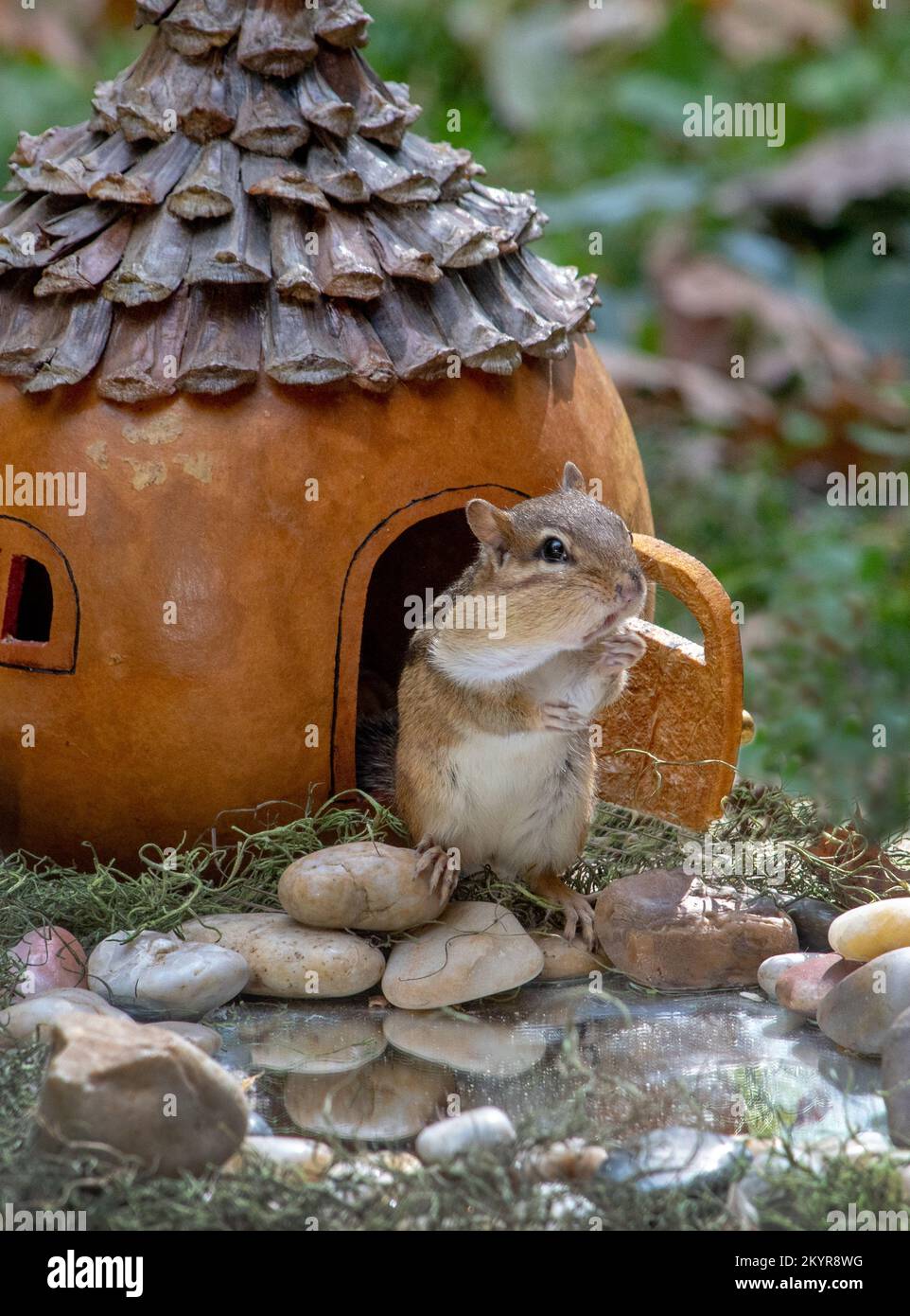 Ein magisches Riesenhaus könnte ein neues Zuhause für ein Streifenhörnchen sein Stockfoto
